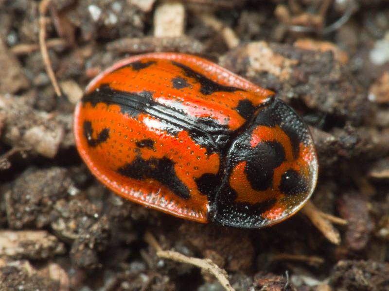 Pilemostoma fastuosa (Schaller, 1783)